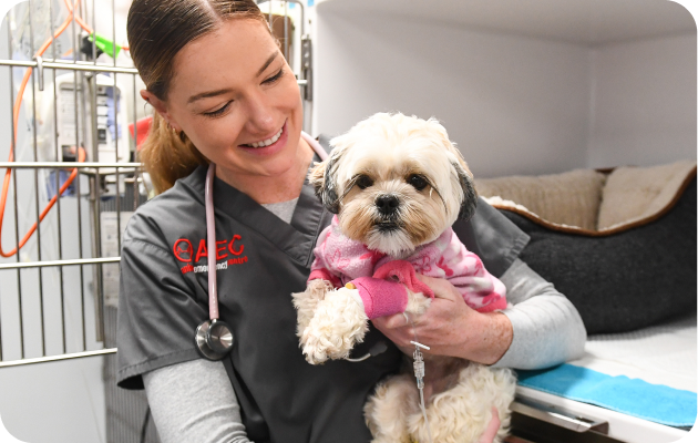 Emergency Vet in Moorabbin Animal Emergency Centre